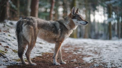 4 мифа о волках, которые давно развеяли ученые