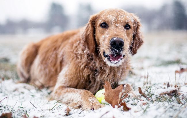 Погода на сьогодні: на заході України очікується мокрий сніг, температура до +14