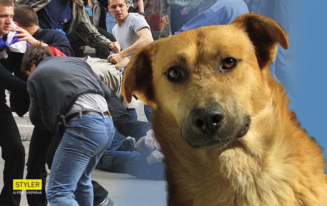 В Запорожской области зоозащитники разгромили машину отловщиков собак (фото)