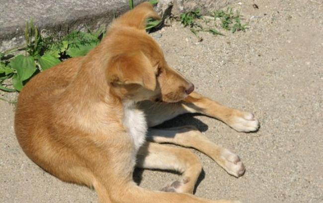 Под Винницей нашли местного Хатико, который месяц ждет хозяина