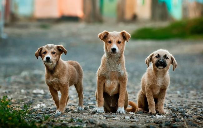 У Запоріжжі шкуродери заживо спалили цуценят