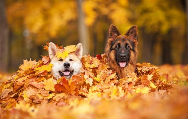 Погода на сегодня: на большей части Украины без осадков, температура до +15