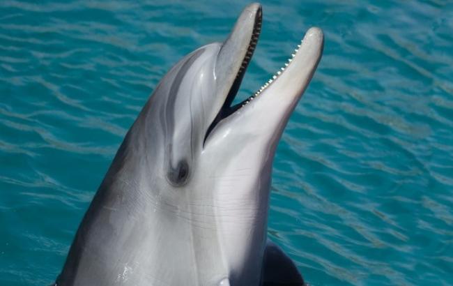 В Херсонской области спасли дельфина, "застрявшего" на мели