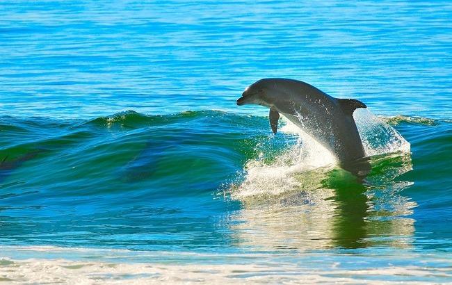 Дружелюбные дельфины: удивительное видео, которое сняли жители Лазурного