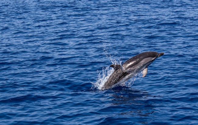 В Феодосии на берег выбросило мертвого дельфина с привязанным к голове камнем