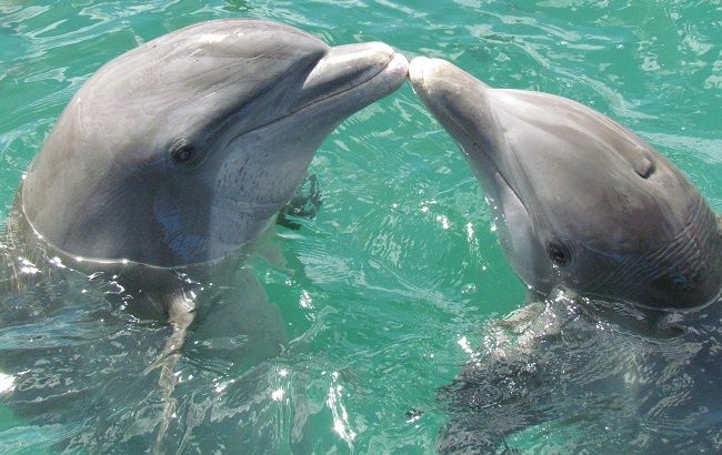 Аномальная зима: на Азовском море дельфины выпрыгивают на берег (видео)