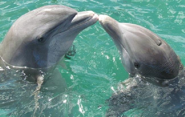 "Ще поруч з ними плавав у липні": в мережі показали незаконний вилов дельфінів у Чорному морі