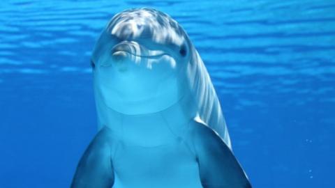 Біля берегів окупованого Криму масово гинуть дельфіни