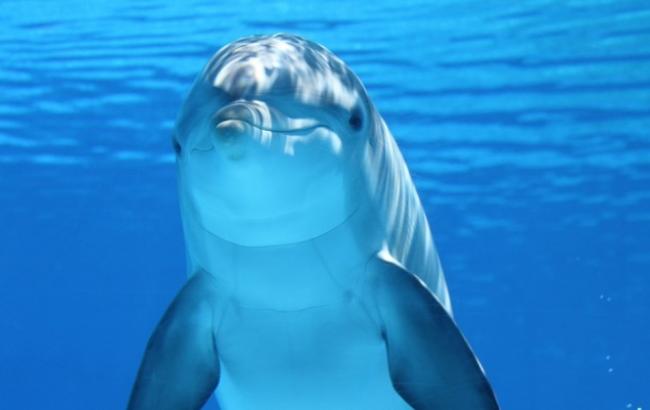 У берегов оккупированного Крыма массово гибнут дельфины