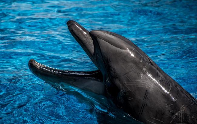 В пресноводных водоемах Украины появились дельфины