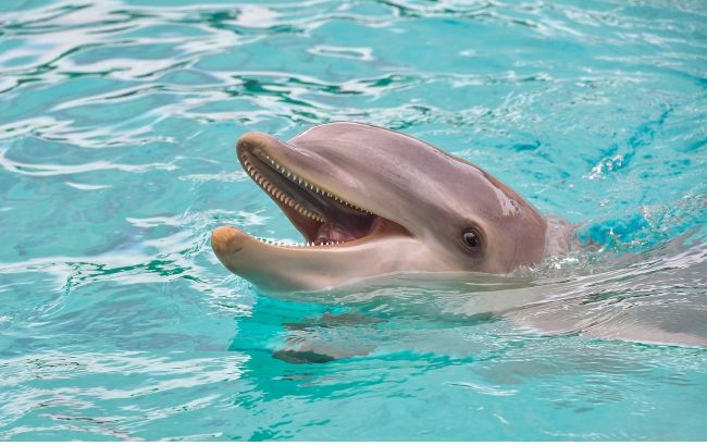 На украинском курорте дельфины приплыли к отдыхающим: видео редкого случая