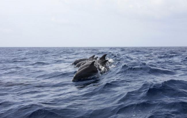 У Криму масово загинули дельфіни
