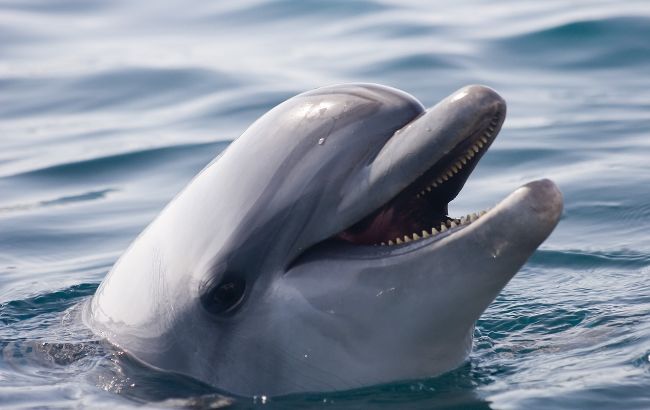 Замість медуз плавають дельфіни: як змінився відпочинок на Азовському морі