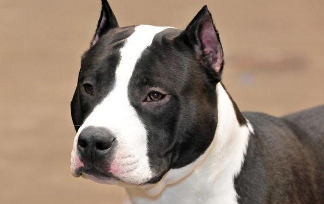 В Киеве злой пес держит в страхе всю округу: нападает на людей и животных