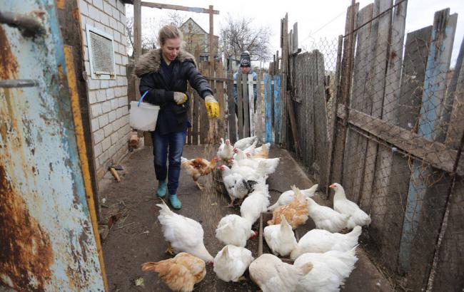 ФАО: 230 тис. сімей сільських районів Донбасу знаходяться на межі виживання