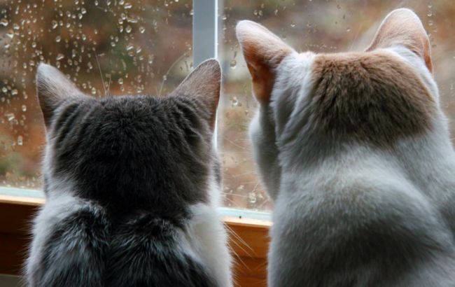 Погода на завтра: на большей части Украины дожди, температура до +26