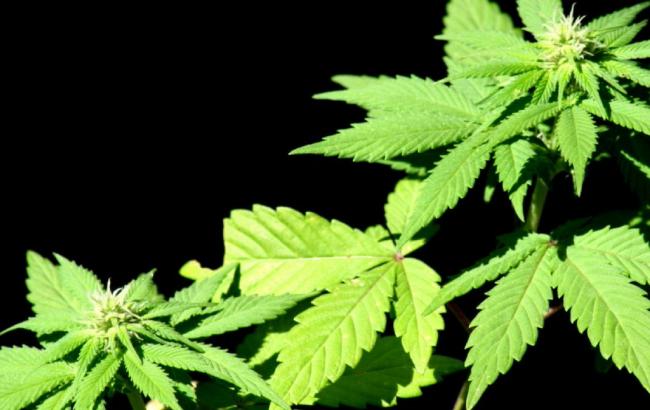 В Великобритании вступил в силу закон о легализации марихуаны в медицинских целях