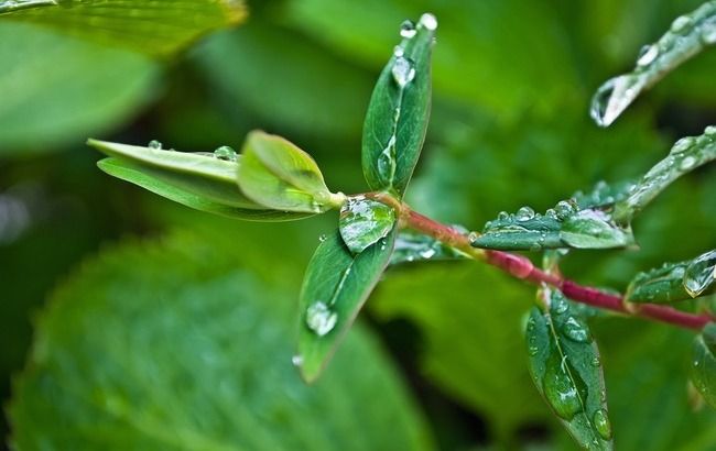 Приготуйте парасольки: синоптики розповіли, де очікуються дощі