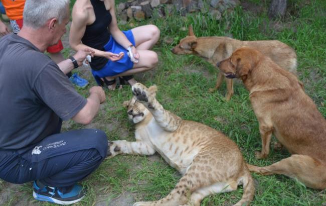 "Обнимает и мурлычет": в запорожской квартире живет львенок