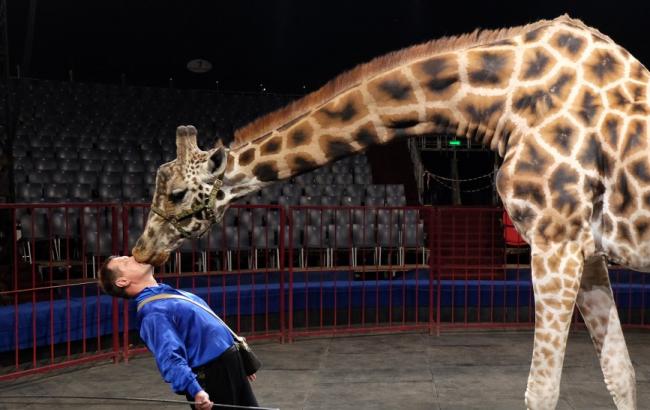 В Минэкологии поддержали запрет животных в цирке