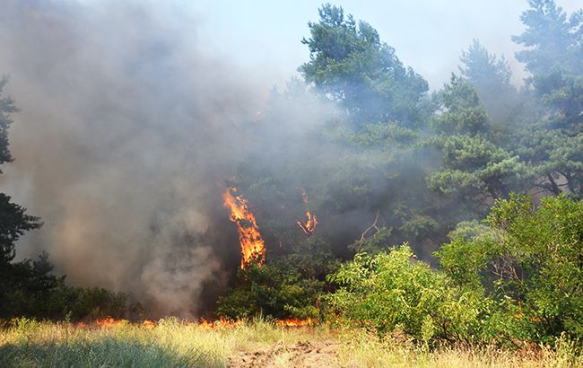 Лесные пожары в Житомирской области: огонь приближается к селу