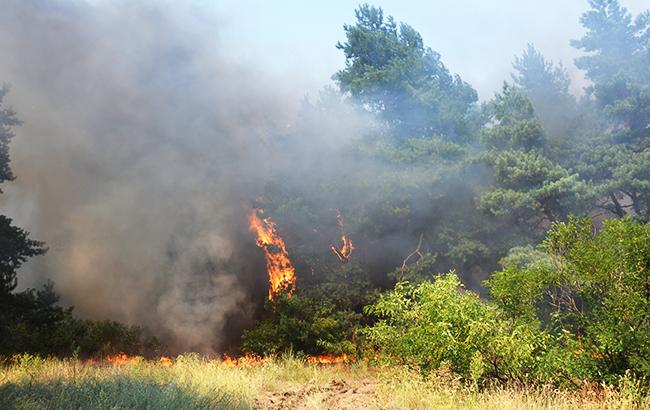 В Житомирской области ликвидирован пожар в заповеднике, - ГСЧС