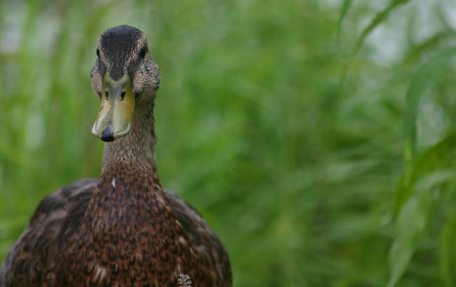 Во Львове машины пропустили утку с утятами, остановив движение