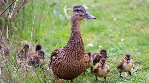 Утка с десятками утят перекрыла движение в Киеве: милое видео
