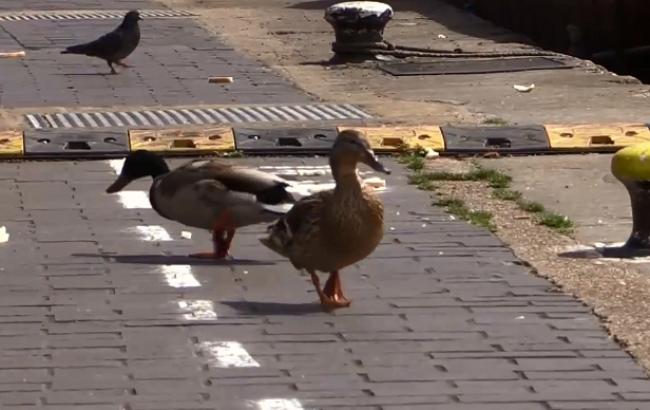 У Великобританії створили пішохідні доріжки для качок