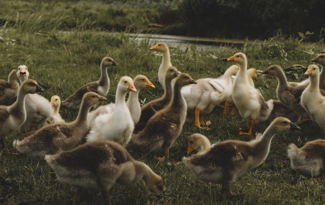 Во Франции произошла вспышка высокопатогенного птичьего гриппа