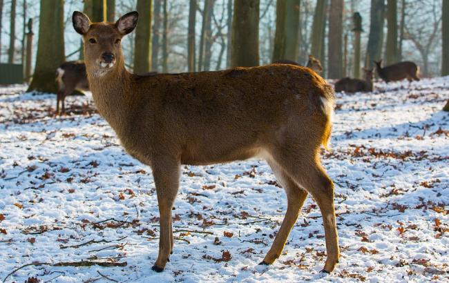 Запорожские "копы" спасли истощенную косулю (фото)