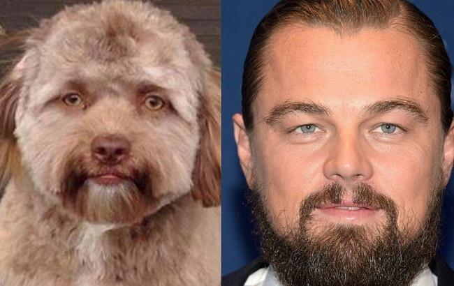 Похож на голливудских звезд: пес с "человеческим лицом" вызвал ажиотаж в сети (фото)