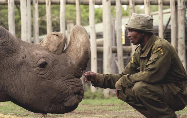 В Кении умер последний в мире северный белый носорог