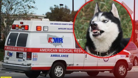 Откусила и проглотила руку: собака покалечила маленького ребенка