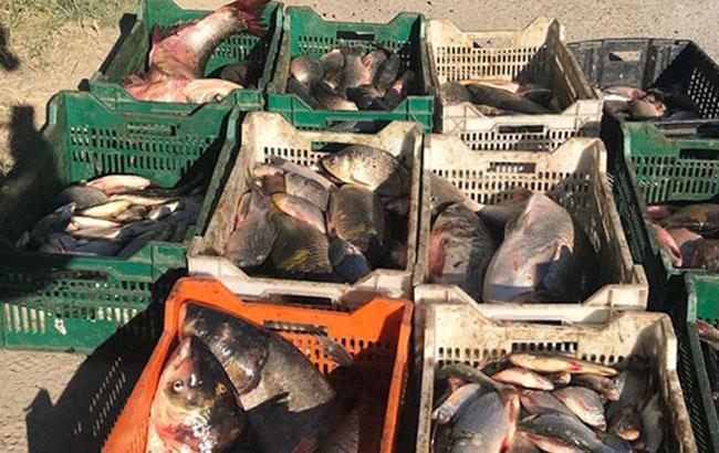 За результатами операції "Нерест" до адмінвідповідальності притягнуто майже 4 тис. осіб