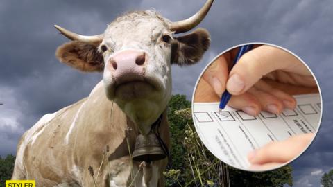 "За гідність худоби": у Швейцарії проведуть незвичайний референдум