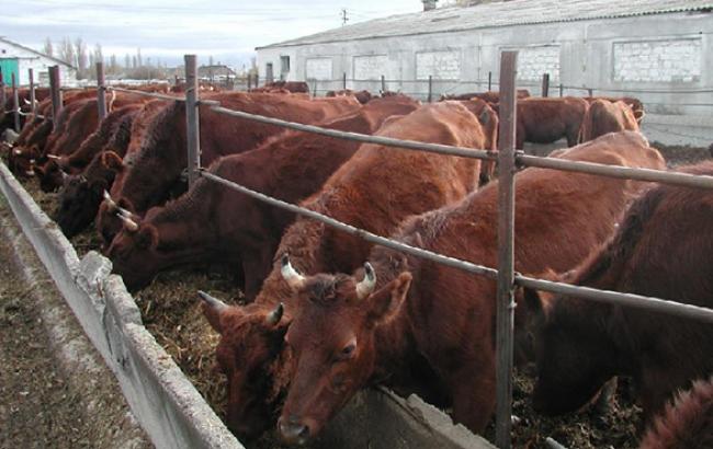 Поголів'я худобы в Україні в грудні скоротилося на 3,4% - до 4,2 млн голів, - Держстат