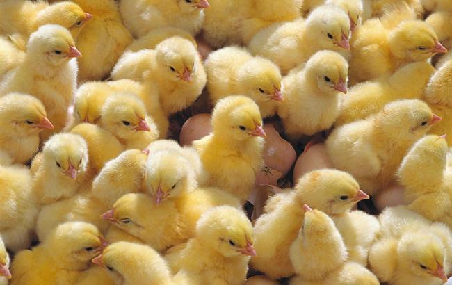 В Грузии из выброшенных на свалку яиц родились сотни цыплят (видео)