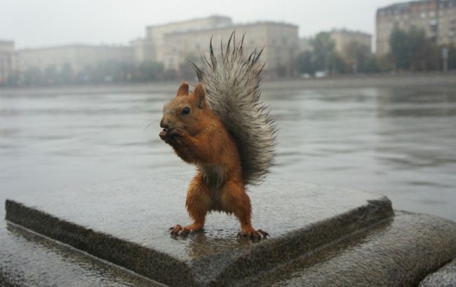 Погода на завтра: на западе Украины дожди, температура до +31