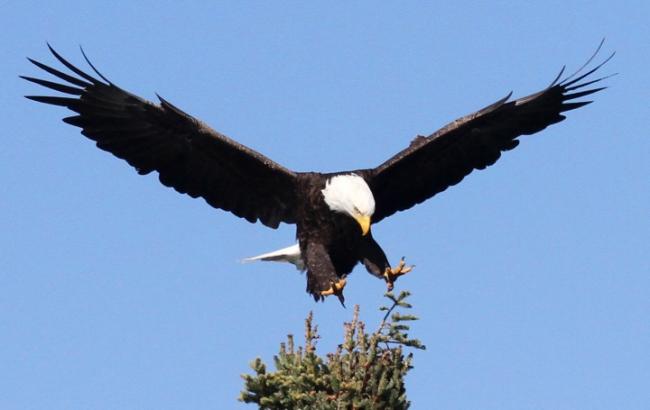 Битва орла с дроном набирает популярность в Интернете