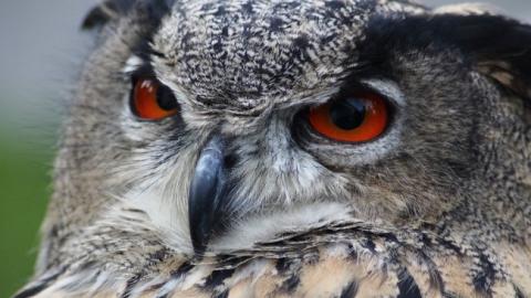 Не беріть додому диких звірів: українцям пояснили, чому не можна забирати жителів лісу