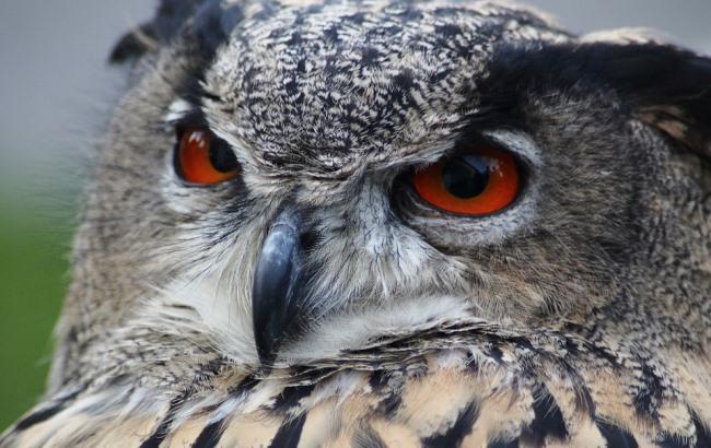 Не берите домой диких зверей: украинцам объяснили, почему нельзя забирать жителей леса