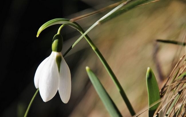 Весна почнеться з похолодання: синоптики дали невтішний прогноз на вихідні