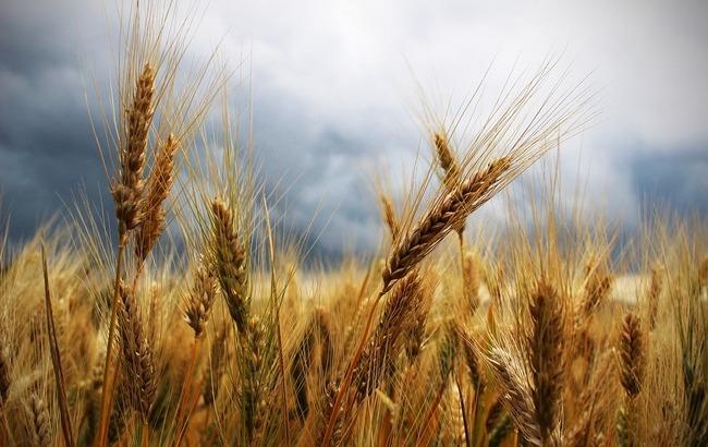 Майже тропіки: Україну накриє грозовими дощами