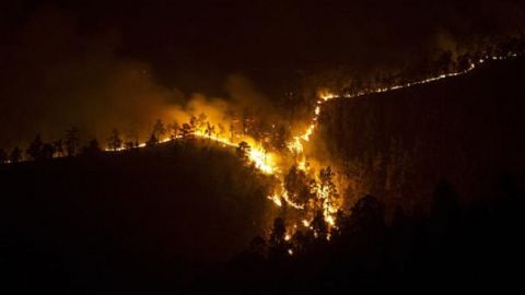 На Канарських островах горить близько тисячі гектарів лісу