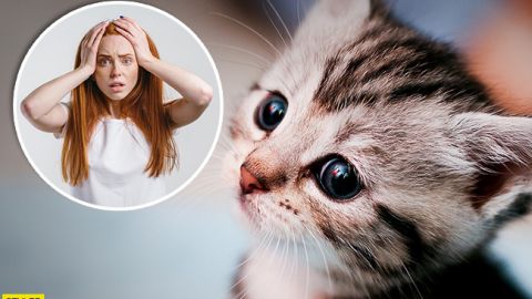 Во дворе шкуры и кровь животных: мать-одиночка истязала котов на глазах у детей