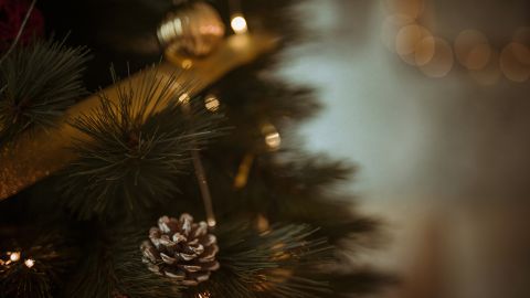 Новорічні ялинки в Україні: де купити найдешевші