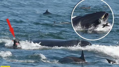 Был невкусным: кит проглотил дайвера, а потом выплюнул (видео)