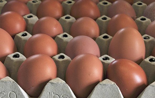 У Бельгії і Нідерландах провели обшуки у справі про заражені пестицидами яйця