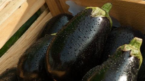 Багато вітамінів і антиоксидантів: дієтологи розповіли про корисні властивості баклажанів